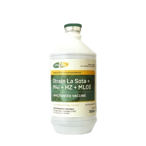 Strain La Sota + M41 + HZ + ML08