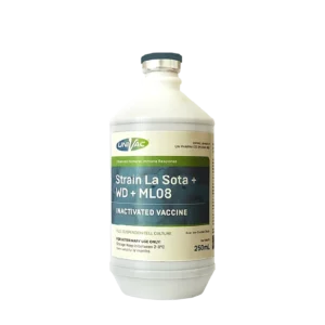 Strain La Sota + WD + ML08